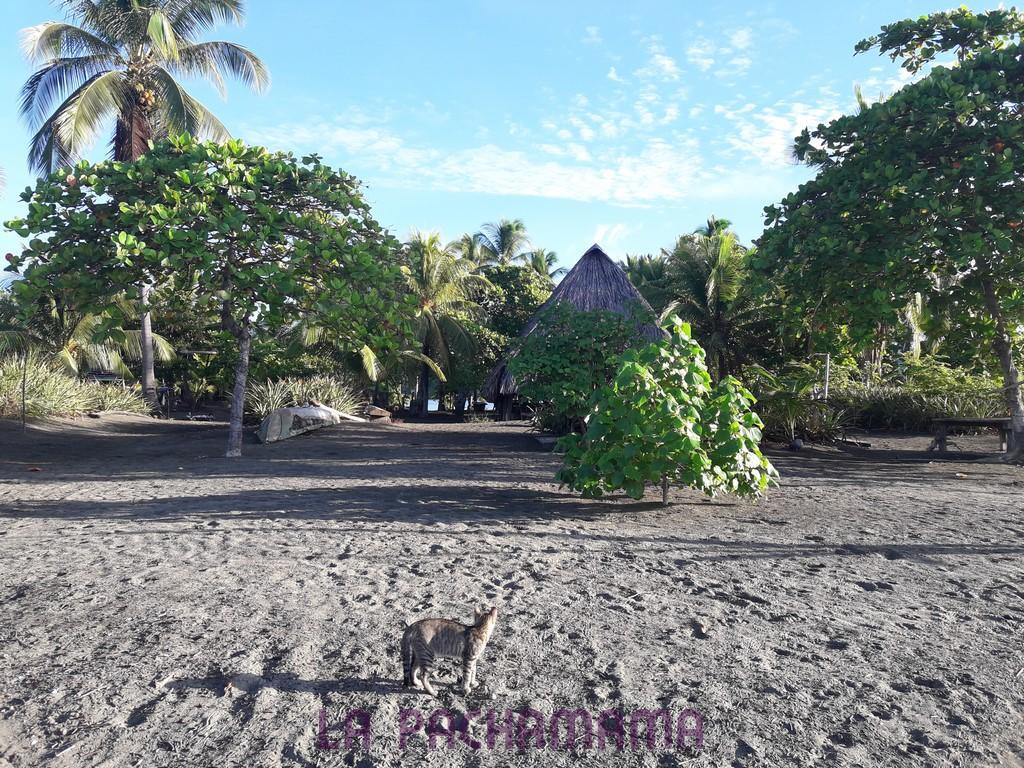 Hostal Pachamama Isla de Canas Ngoại thất bức ảnh